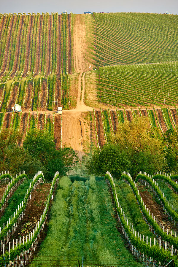 Vineyard in California, USA