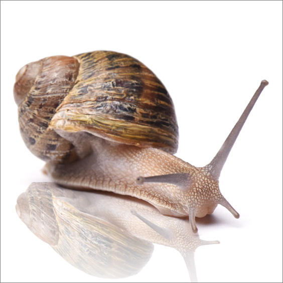 Slug & Snail Baits