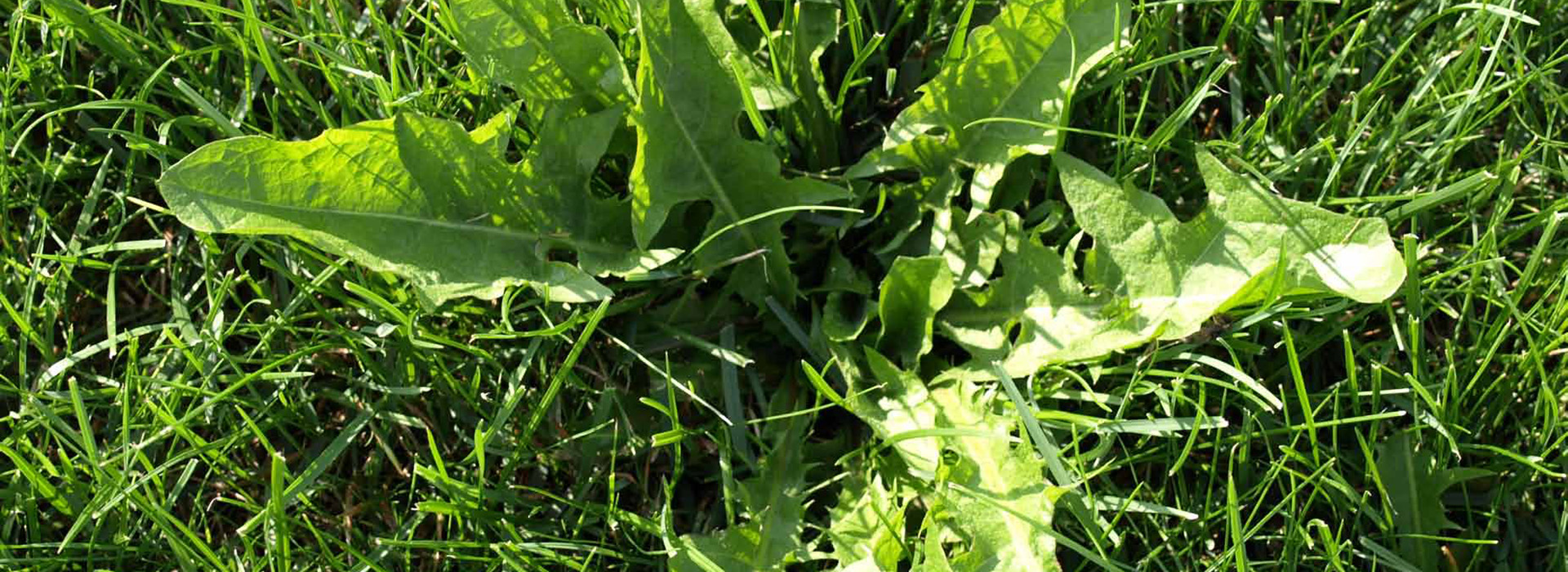 Close up of weed in turf