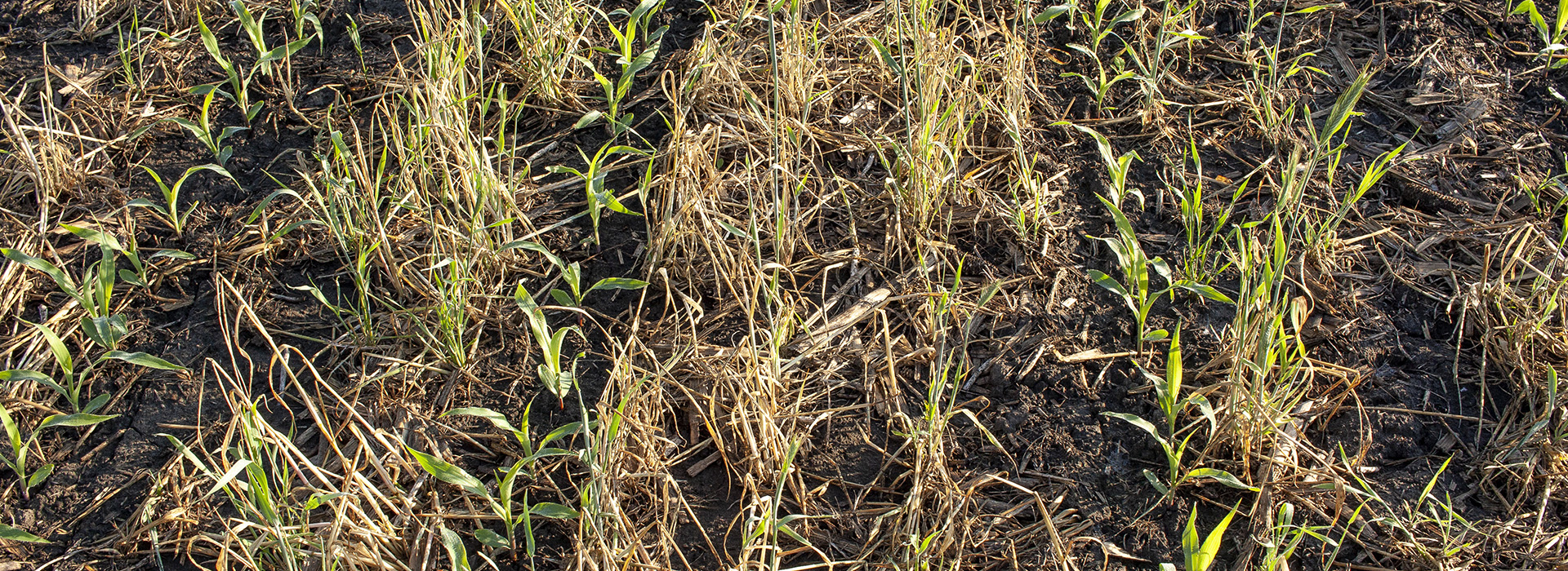 emerging sprouts in no-till field