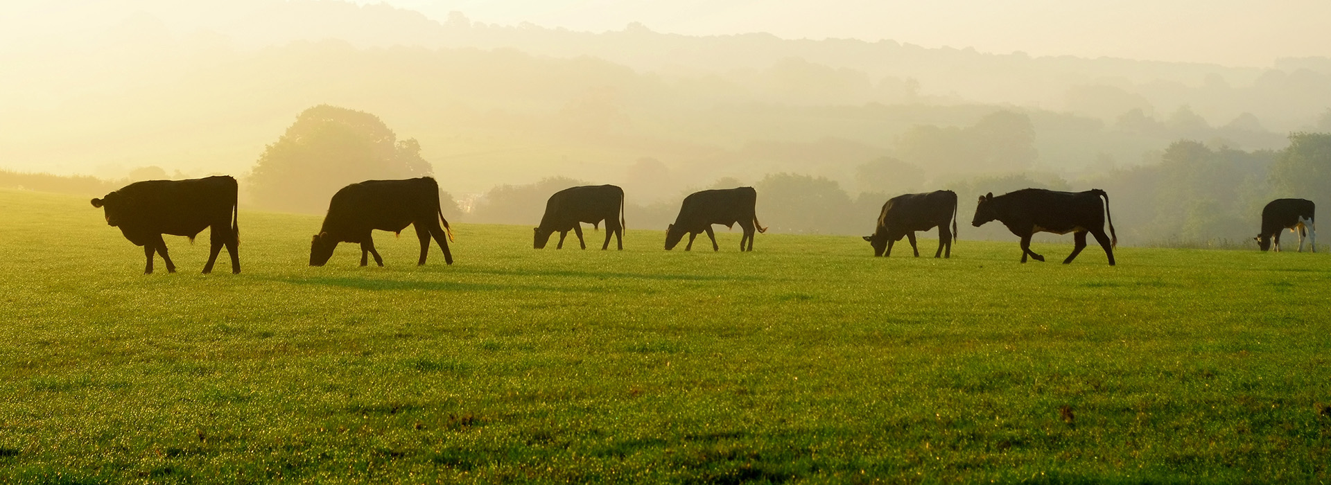 Pasture benefits from Antixx application